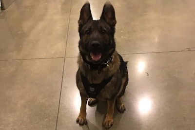 Tacoma police K-9 Ronja was shot and killed Thursday while helping to apprehend a murder suspect. (Photo: Tacoma PD)