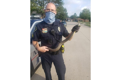 An officer with the North Richland Hills (TX) Police Department has been labeled a 'snake charmer' by his agency in a social media post in which he is seen rescuing a four-foot-long water snake from the yard of a concerned resident.