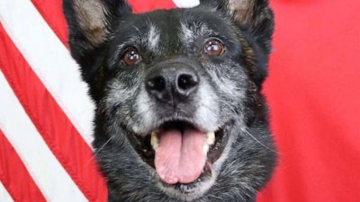 Officer Justin Darby and his K-9 Sjaak were driving when a gunman pulled up alongside them and opened fire on their patrol car. Sjaak was killed. (Photo: La Vergne PD)