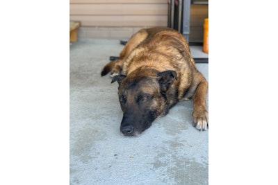 K-9 Mikey is nearly 11 and is going to live with his handler Officer Matt Pulec and his family. (Photo: Matt Pulec)