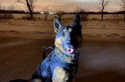 Saskatoon Police Service K-9 Oliver in the vest that may have saved his life. (Photo: Saskatoon Police Service/Facebook)