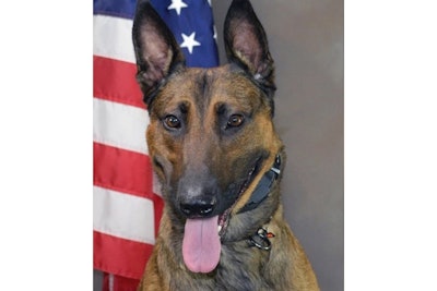 Bakersfield, CA, police K-9 Jango was killed during a search for a stolen vehicle suspect. (Photo: Bakersfield PD)
