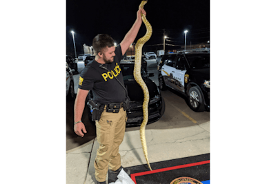 Officer Jesse Spencer of the Pittsburg (KS) Police Department was called to a house to remove this snake. (Photo: Pittsburg PD)