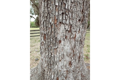 Bullet marks scar a tree a Volusia County Sheriff's deputy used for cover while taking fire from two children earlier this week. (Photo: Volusia County SO)