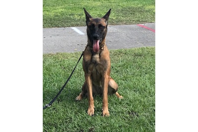 Cocoa Beach, FL, police K-9 died in the back of a parked patrol vehicle Wednesday. (Photo: Cocoa PD)