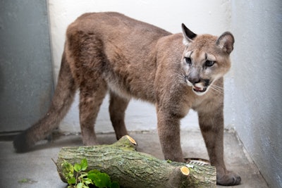 The confiscated cougar at the Bronx Zoo. (Photo: Julie Larsen Maher/Bronx Zoo)