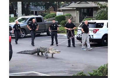 North Carolina officers walk an alligator out of a Sunset Beach neighborhood. (Photo: Sunset Beach PD/Facebook)