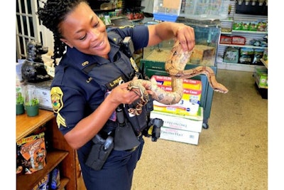 Clearwater Officer L. Price with the snake she and other officers pulled out of a man's new couch. (Photo: Clearwater PD/Facebook)