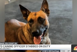 San Diego Police K-9 officer Hondo is recovering after being stabbed on duty Friday. (Photo: NBC San Diego Screen Shot)
