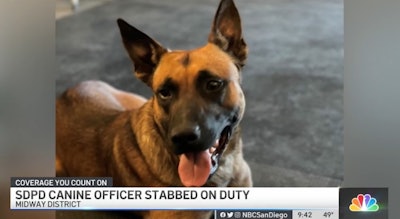 San Diego Police K-9 officer Hondo is recovering after being stabbed on duty Friday. (Photo: NBC San Diego Screen Shot)