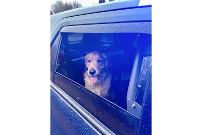 A Massachusetts State Police trooper rescued this cold and wet dog Christmas Day. (Photo: MSP/Facebook)