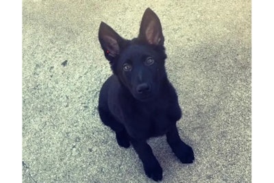 Ranger, a 3-month-old German shepherd puppy owned by a Kansas officer, was found decapitated in the officer's yard last Friday. (Photo: Parsons, KS, Public Information Office/Facebook)