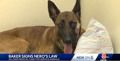 Yarmouth, MA, police K-9 Nero recovers from wounds he received during a shooting that killed his handler, Sgt. Sean Gannon. (Photo: WCVB screen shot)
