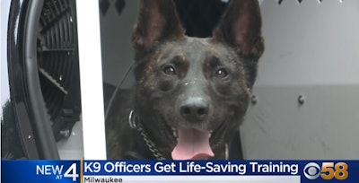 All of Milwaukee's police K-9 handler received training on how to treat their injured dogs this week. (Photo: CBS Milwaukee screen shot)