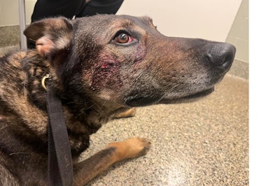 Fairfield, CA, police K-9 Cort was bitten and stabbed by a burglary suspect. (Photo: Fairfield PD/Facebook)