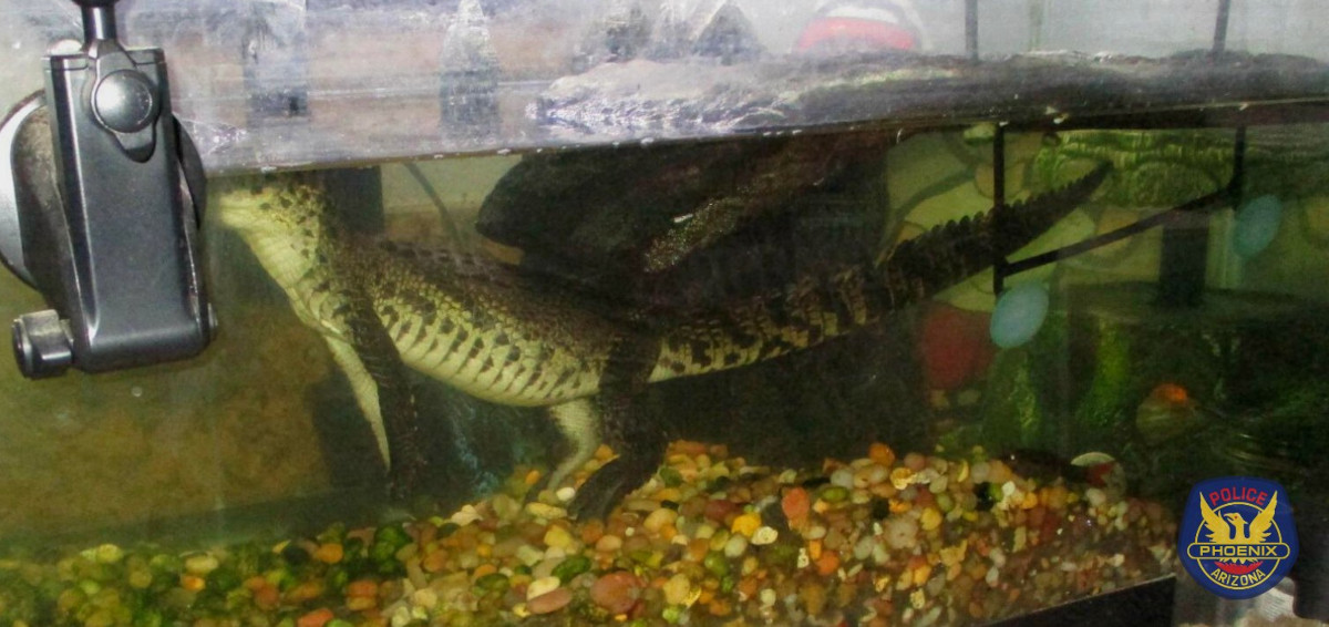 During the execution of a search warrant police not only seized drugs, firearms, cash, and a vehicle, but also a Nile Crocodile.