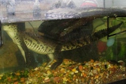 During the execution of a search warrant police not only seized drugs, firearms, cash, and a vehicle, but also a Nile Crocodile.