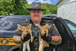 Sgt. Tom DeVaul, of the Belmont County Sheriff’s Office, holds two fawns he rescued after their mother was struck and killed on Interstate 70.