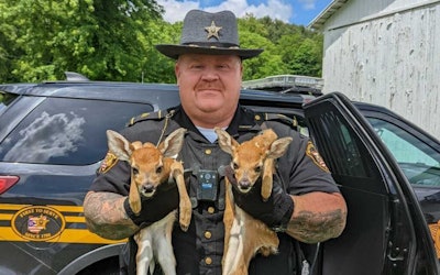 Sgt. Tom DeVaul, of the Belmont County Sheriff’s Office, holds two fawns he rescued after their mother was struck and killed on Interstate 70.