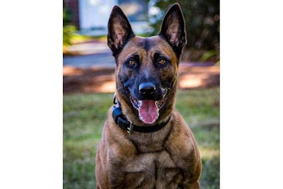 Massachusetts State Police K-9 Frankie was shot and killed during a fugitive apprehension operation Tuesday. (Photo: Massachusetts State Police/Facebook)