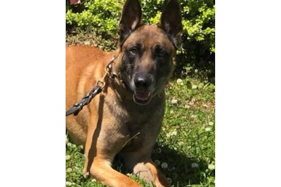 Lithonia, GA, police K-9 Perro escaped Sunday and was found critically wounded. The dog was put down. (Photo: Lithonia PD)