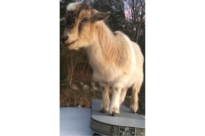 Madison County (AL) Sheriff's Deputy Casey Thrower found one goat inside his vehicle and another on it Friday after serving papers. (Photo: Madison County SO/Facebook)