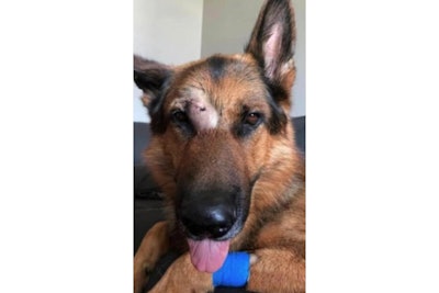 Lorain, OH, Police K-9 was stabbed Saturday trying to apprehend a man wanted for a stabbing. He was rushed to emergency care and is recovering at home. (Photo: Lorain PD)