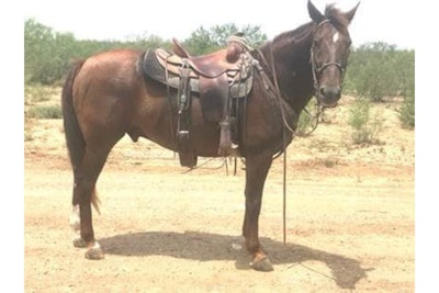 U.S. Border Patrol horse Jayce was killed when he stepped on a downed power line. (Photo: USBP/Facebook)