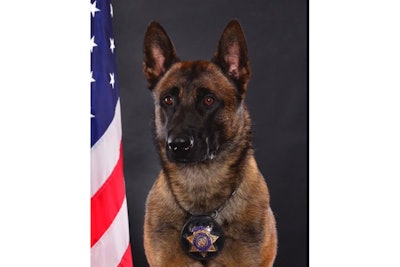 Kern County (CA) Sheriff's K-9 Hannes died in August after a 20-minute search in 105-degree heat. (Photo: Kern County SO)