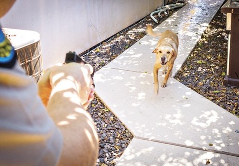 Dog Shooting Screenshot 2022 10 25 090734