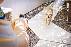 Dog Shooting Screenshot 2022 10 25 090734