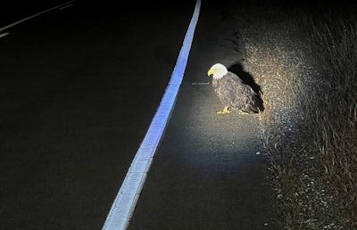 A trooper recently spotted a bald eagle on the edge of the highway and found it had an injured wing. He escorted the bird to safety while awaiting response by DNR officers.