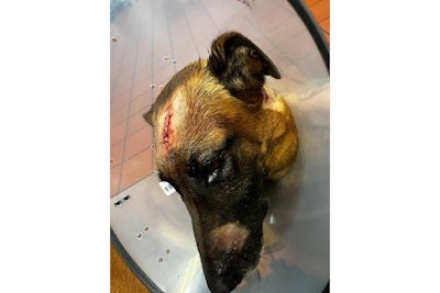 Manatee County (FL) Sheriff's K-9 Loki received 12 stitches after the attack. (Photo: Manatee County SO)