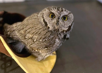 Police recovered an injured owl during a traffic stop and say the driver was using meth when he purchased the injured bird for $100.