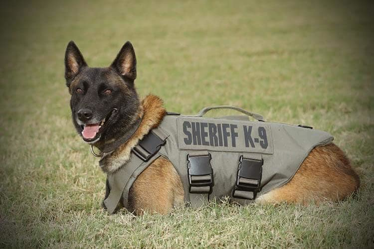 Bexar County (TX) Sheriff's Office K-9 Chucky was shot and killed in the line of duty in 2019.