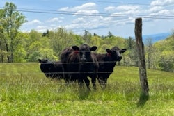 Boone346053288 977718793244753 563556272035720771 N