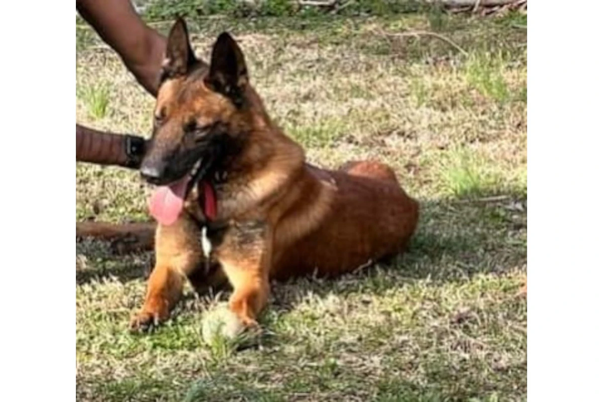 Former WV Officer Could be Charged Over Disappearance of K-9 - Vimarsana News