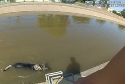 Glendale, AZ, police officers recently saved a tired German shepherd that could not find a way out of a local canal.