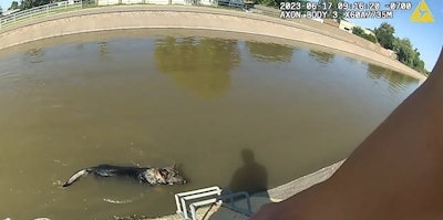 Glendale, AZ, police officers recently saved a tired German shepherd that could not find a way out of a local canal.