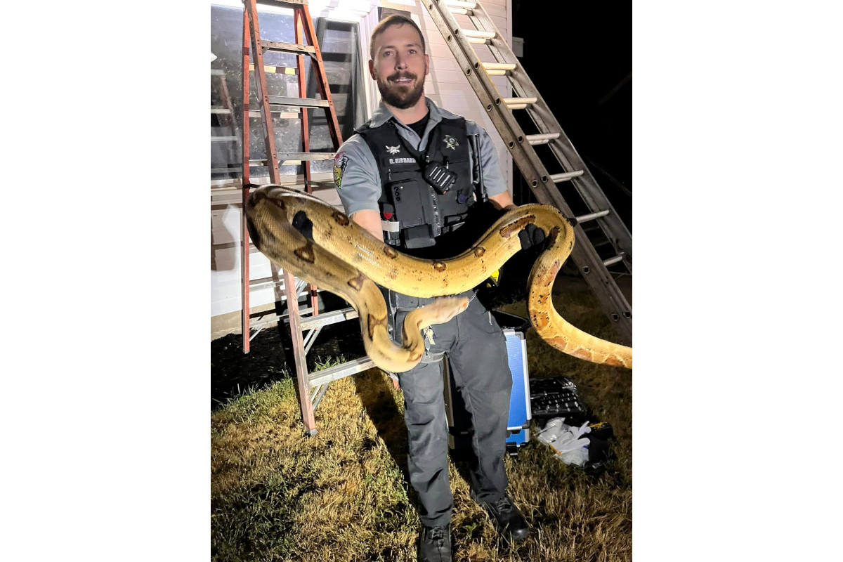 Barron County Sheriff's deputy holds 14-foot 'giant' snake removed from residential roof.