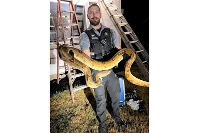 Barron County Sheriff's deputy holds 14-foot 'giant' snake removed from residential roof.