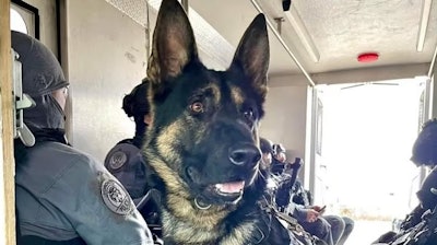 Toronto Police K-9 Bingo, a two-year-old German Shepherd, was shot and killed in the attempted arrest of a murder suspect Tuesday night.