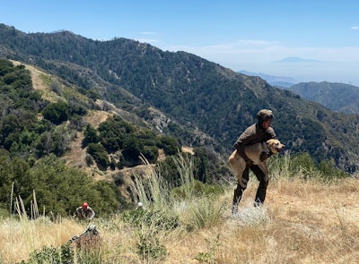 Los Angeles County Sheriff's deputy carries search dog to a waiting helicopter Saturday. Deputies from the Special Enforcement Bureau were searching for a missing hiker when the dog overheated.