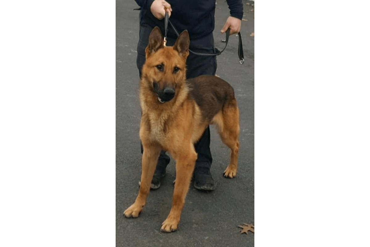 ny-k-9-stabbed-12-times-critically-wounded-police-magazine