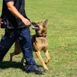 The key to keeping police dogs safe from heat stress is the handler's ability to spot a change in behavior.