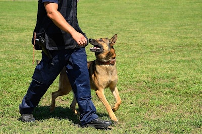 The key to keeping police dogs safe from heat stress is the handler's ability to spot a change in behavior.