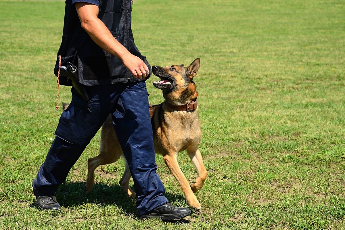 Preventing Heat Injury in Police K9s Police Magazine