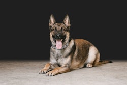 K9369057741 613752967606442 4131498453957286871 N