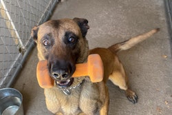 K-9 Sir, a four-and-a-half-year-old Belgian Malinois, serving with the San Diego Police Department, was shot and killed Wednesday morning.