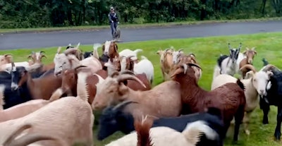 Officer Vincent DeSantola and K9 Pietro, of the Carmel Police Department (NY), were called upon to use their skillset to get 30 goats out of the road, and it was all caught on camera.
